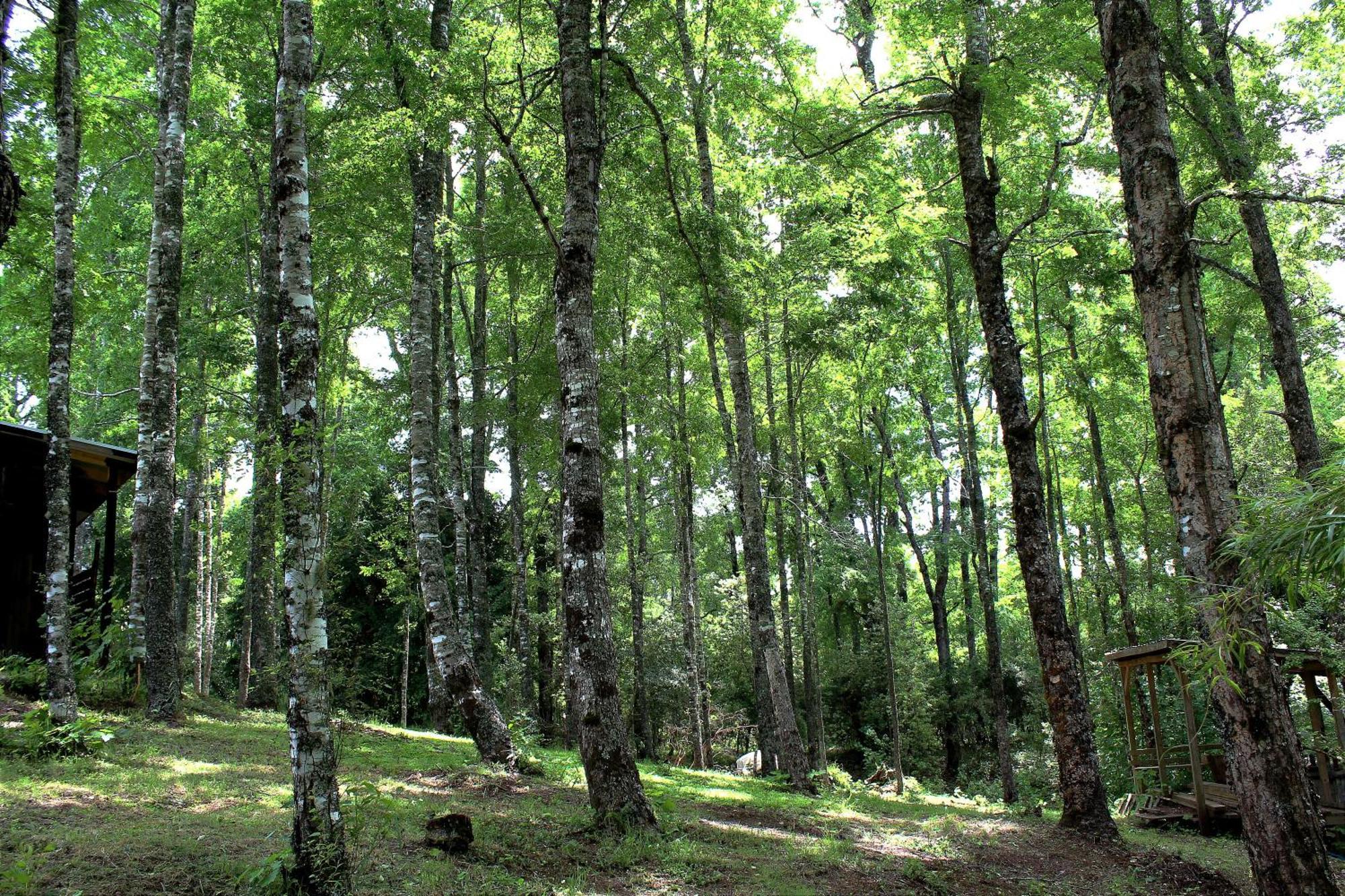 Cabanas Am Berg Pucón Kültér fotó